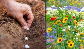 FLOWER SEEDS